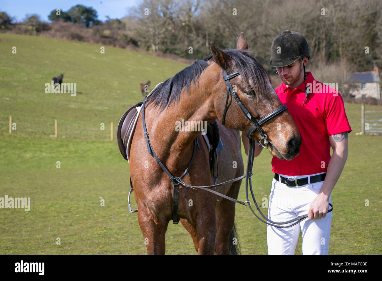 Bel cavallo maschio cavaliere a cavallo con calzoni bianchi, stivali neri e Maglietta polo rossa in campo verde con i cavalli in background. Foto Stock