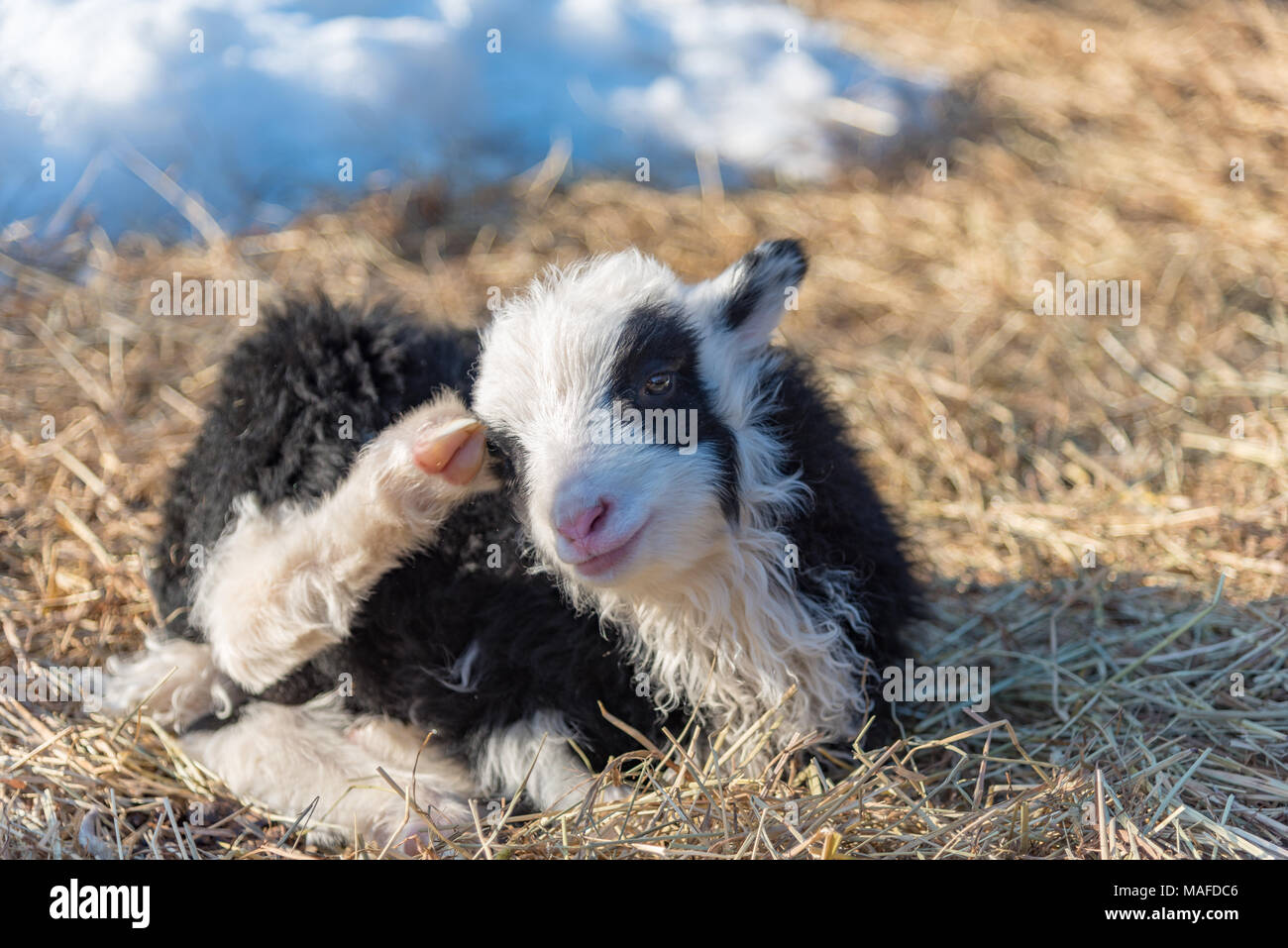 Poco carino in bianco e nero di agnello in una fredda Svezia Foto Stock