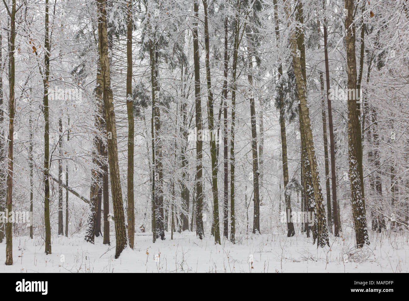 Paesaggio invernale di foresta naturale con la betulla e il carpino bianco neve alberi avvolti, foresta di Bialowieza, Polonia, Europa Foto Stock