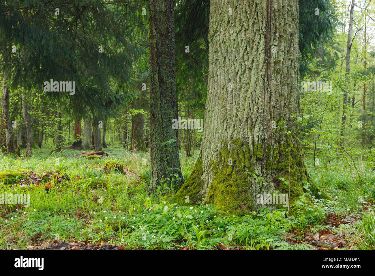 Vecchia Quercia monumentale di albero in primavera, foresta di Bialowieza, Polonia, Europa Foto Stock