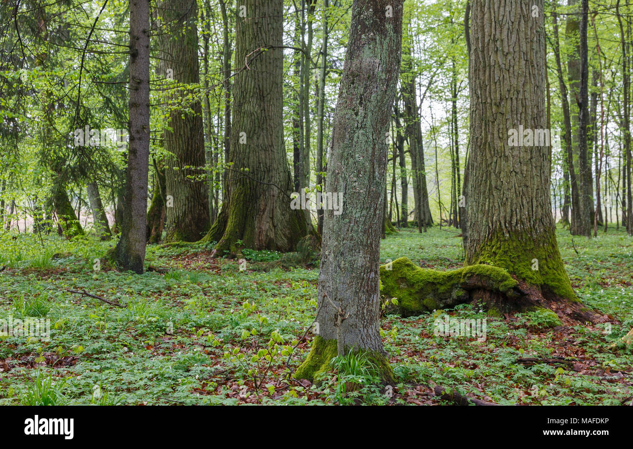 Vecchia Quercia monumentale di alberi in primavera, foresta di Bialowieza, Polonia, Europa Foto Stock