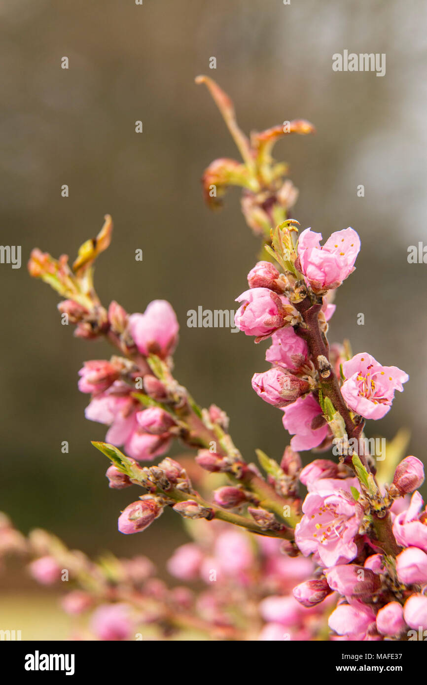 Peach blossom sulla pesca diamante nana, coltivata in vaso in un giardino Devon. Prunus persica. Foto Stock