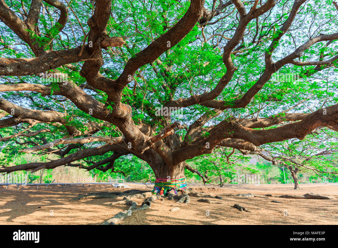 Albero Gigante,albero di pioggia,Samanea saman (Leguminosae),Minosoideae, Kanchanaburi Thailandia Foto Stock