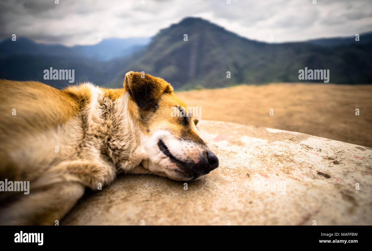 Cane dormire con una vista sulla montagna Foto Stock