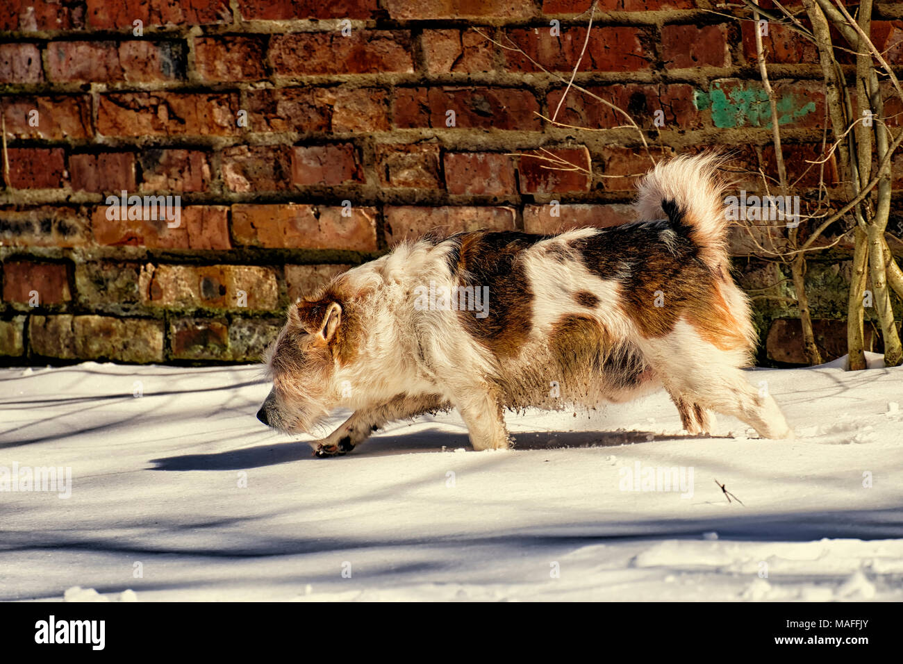 Mongrel corre attraverso la neve sullo sfondo del vecchio muro di mattoni Foto Stock