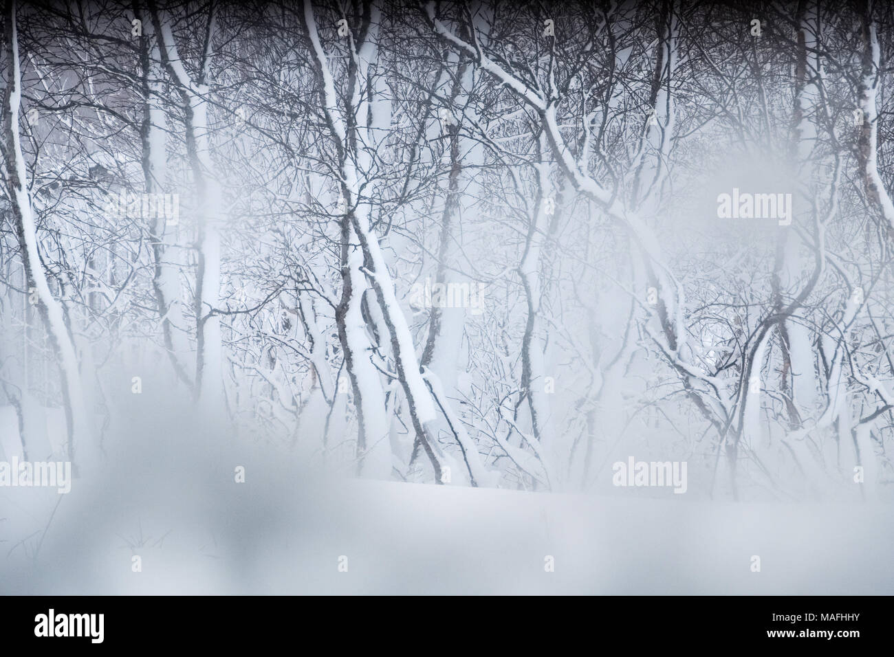 Inverno alberi visto attraverso una finestra Foto Stock