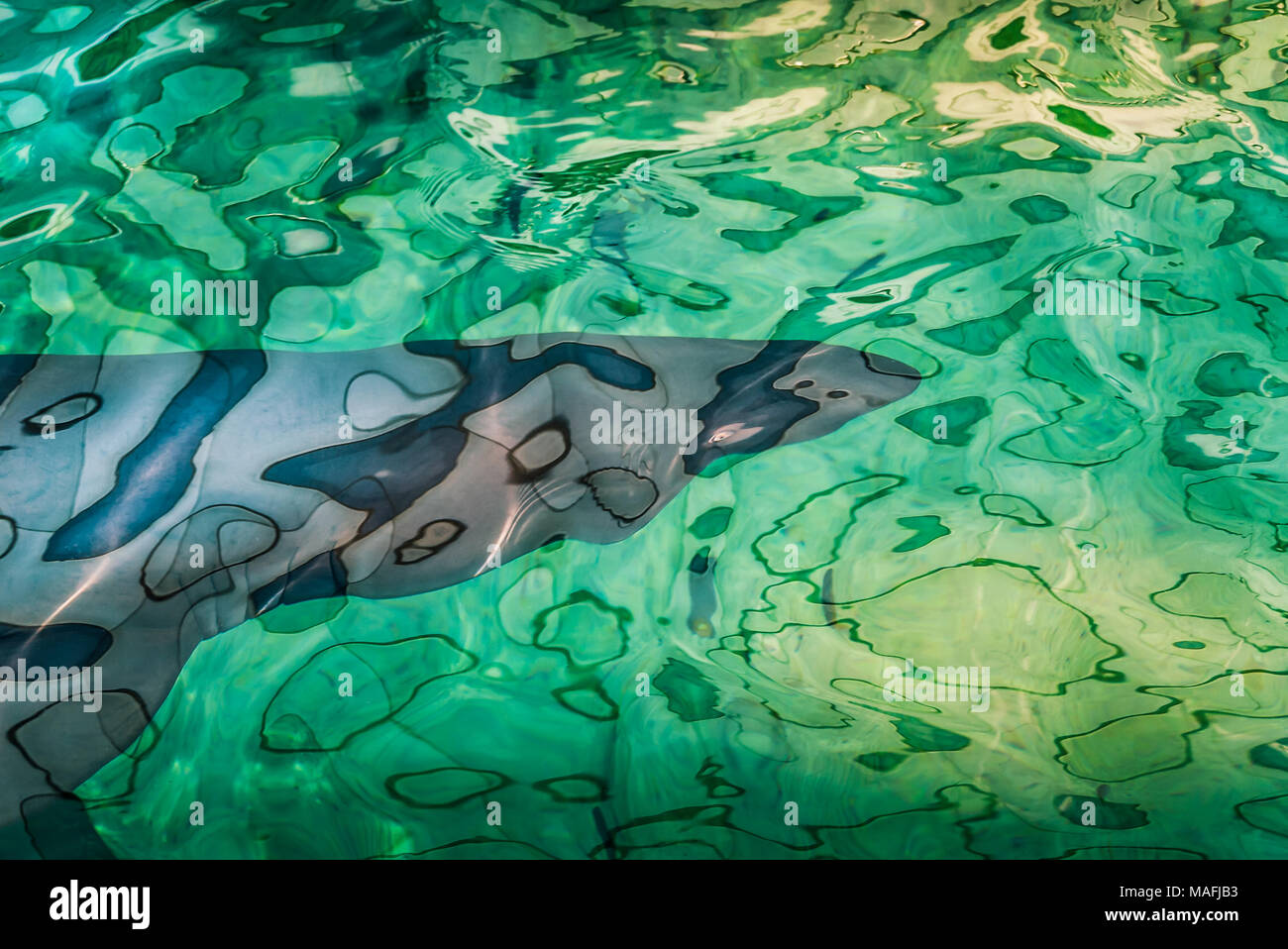 Abstract immagine creata da uno squalo sotto l'acqua in un serbatoio con luci refelcting sulla parte superiore dell'acqua. Foto Stock