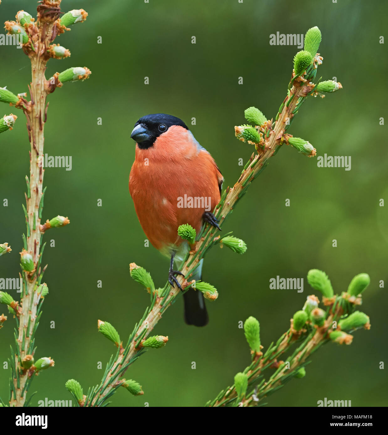 Bullfinch maschio arroccato su un giovane ramo di abete rosso nella taiga finlandese in primavera Foto Stock