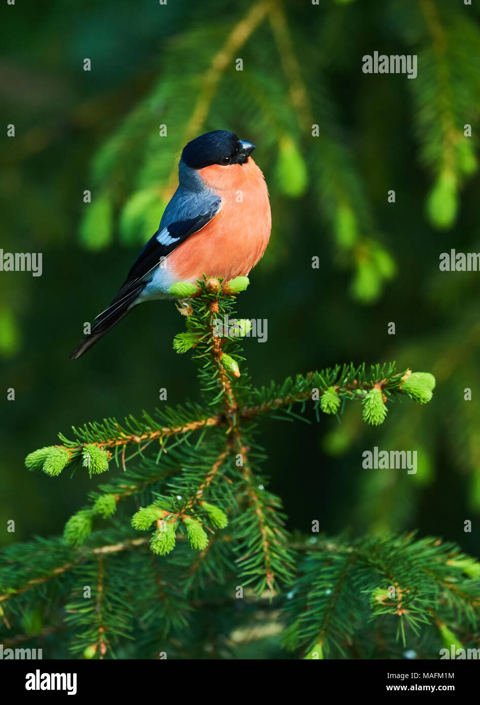 Bullfinch maschio arroccato su un giovane ramo di abete rosso nella taiga finlandese in primavera Foto Stock