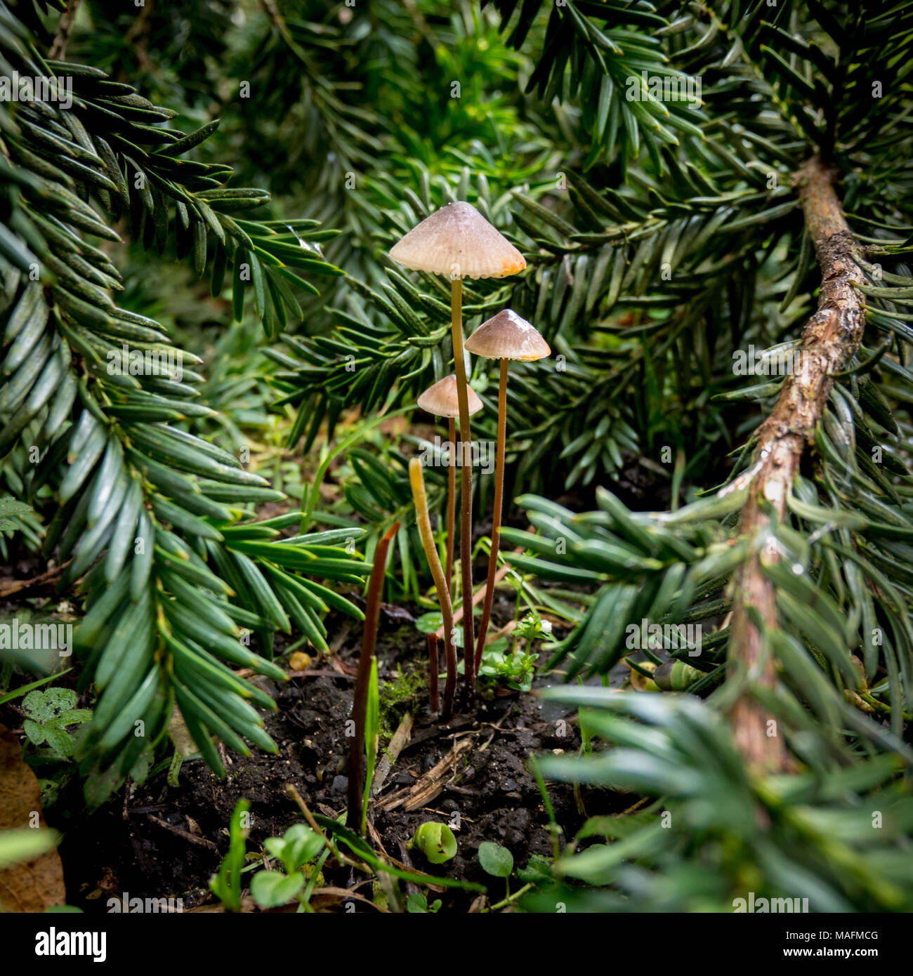 Tall funghi circondato da pini rami di alberi Foto Stock