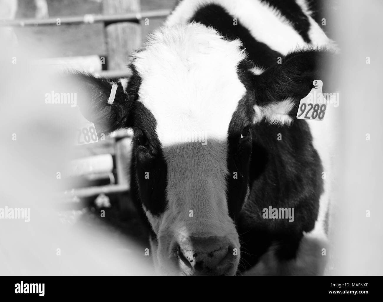 Vacca da latte guardando attraverso un foro Foto Stock