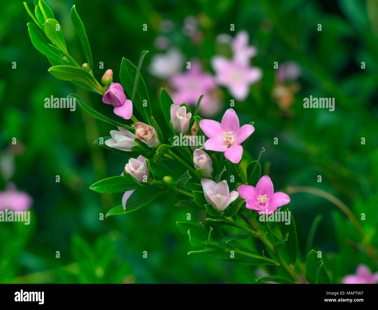 Crowea ibrido Poorinda "Ecstasy" è un genere di piccoli arbusti sempreverdi nella pianta Famiglia Rutacee talvolta noto come Waxflowers Foto Stock