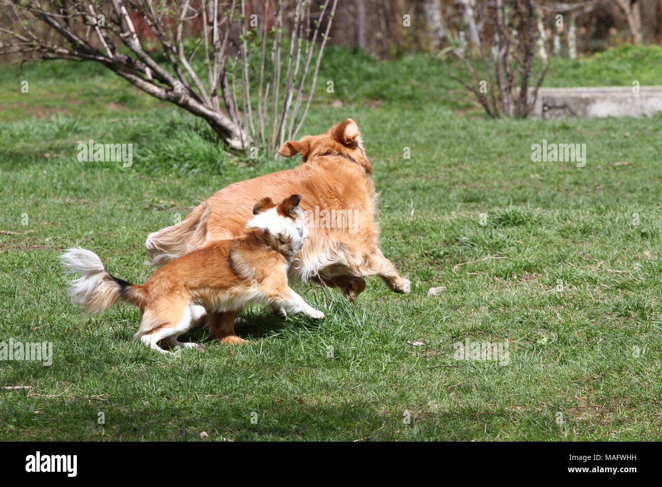 Cane. La primavera e l'estate. I cani vengono eseguiti su un prato in natura su una luce diurna. Happy dog. Cani gioco in erba. Foto Stock