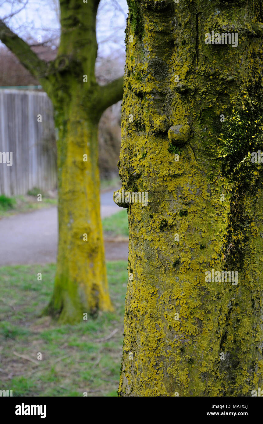 tronco d'albero Foto Stock