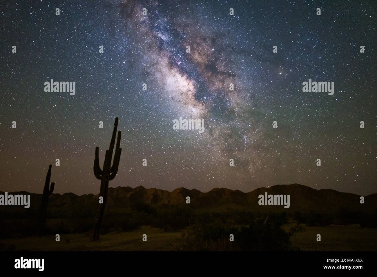 Galassia Via Lattea nel cielo notturno sopra un cactus Saguaro nel deserto di sonora vicino Phoenix, Arizona Foto Stock