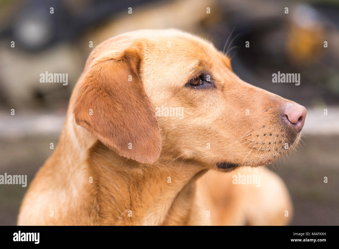 Side Shot di una volpe rossa labrador Foto Stock