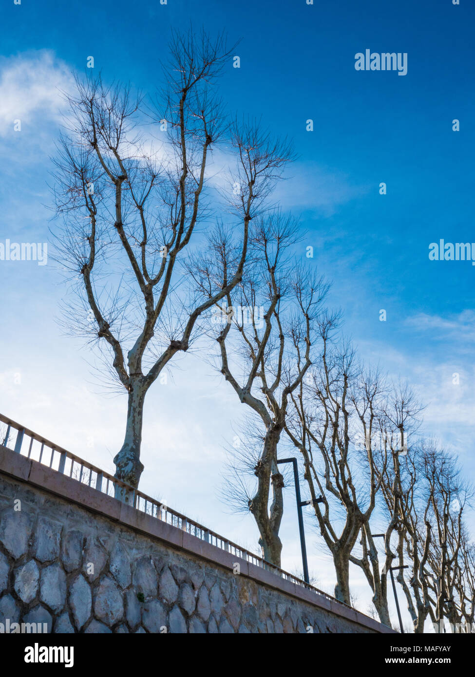 Fila di alberi senza foglie in inverno in una giornata di sole Foto Stock