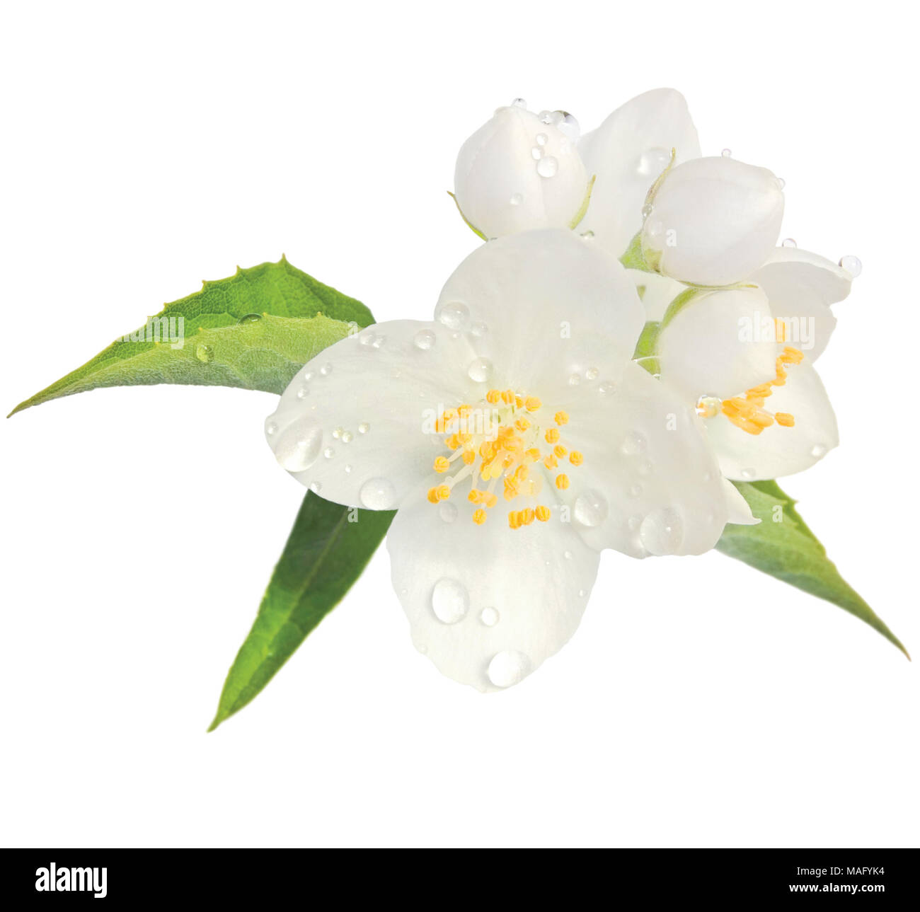 Fiori di gelsomino mock orange blossom macro closeup isolato, Filadelfo coronarius L. lewisii nativi fiori selvaggi arbusto, gocce di pioggia, dewdrops Foto Stock