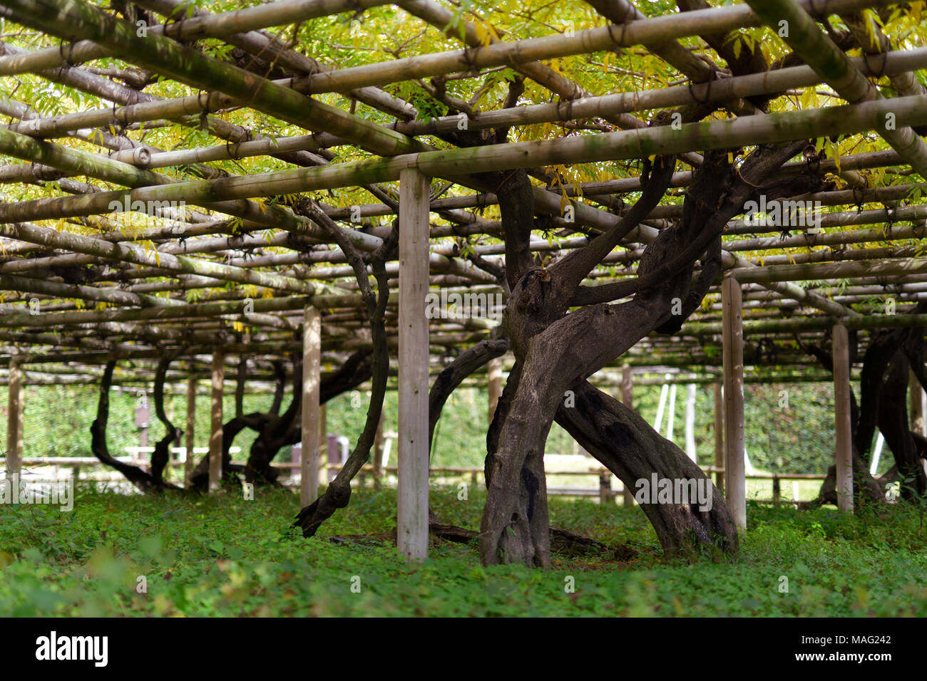 Il Glicine Fujidana struttura a trellis Byodo-in tempio Uji, prefettura di Kyoto, Giappone Foto Stock