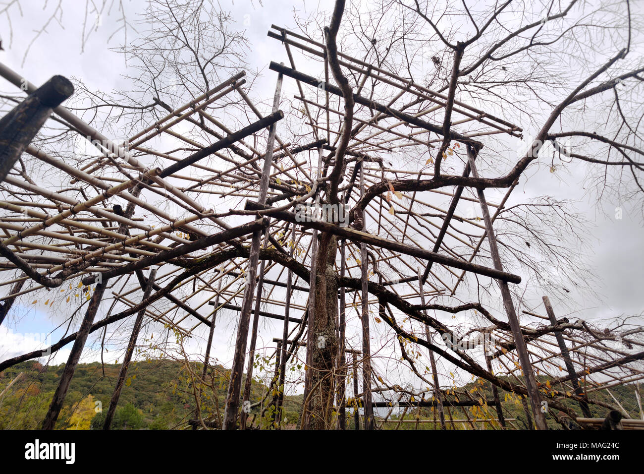 Il giapponese Sakura albero essendo formati al di sopra di una struttura complessa di impalcature di bambù e pali di sostegno. Giardinaggio Niwaki art. Uji, prefettura di Kyoto, Jap Foto Stock
