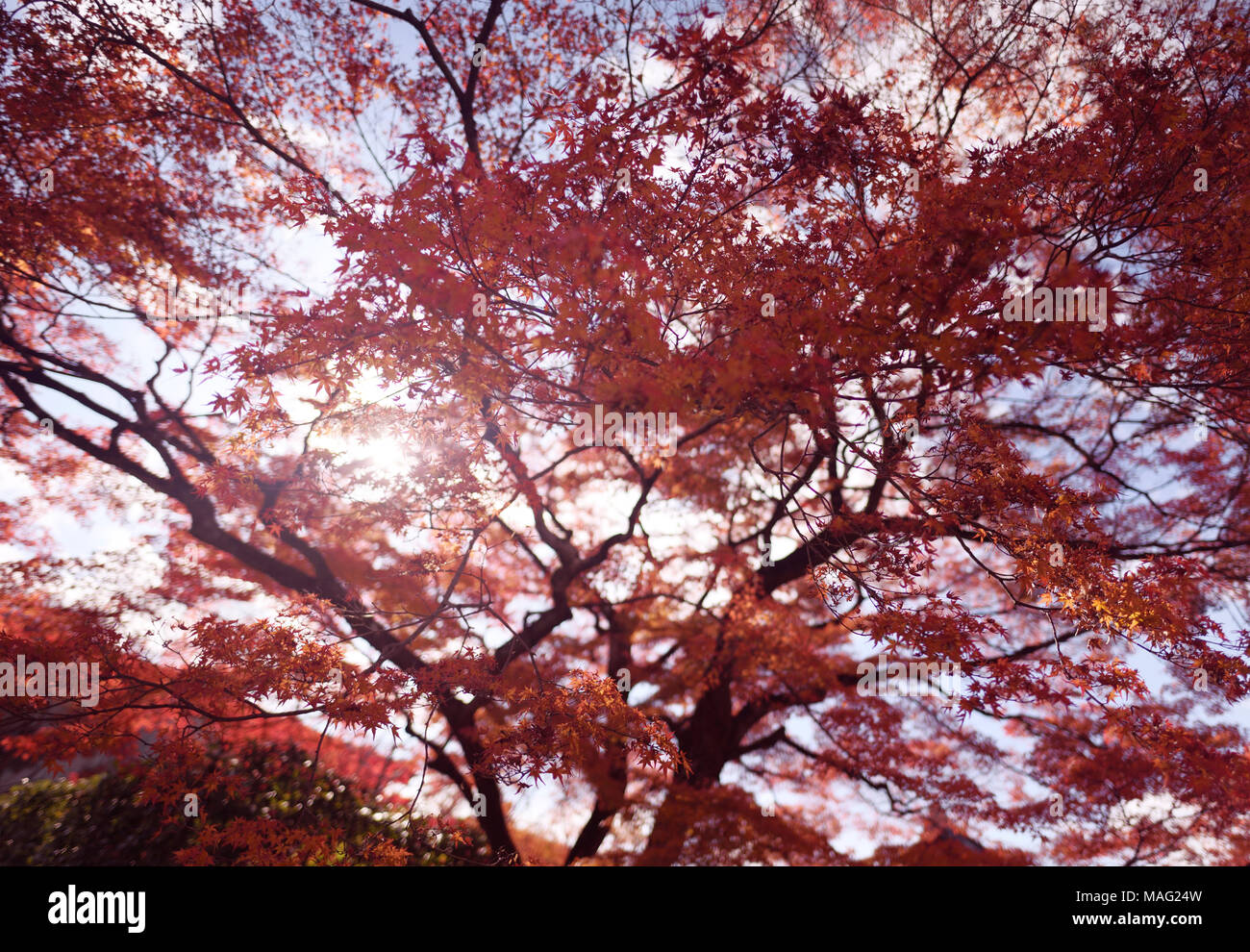 La luce del sole che splende attraverso foglie rosse di un bellissimo acero giapponese, Acer palmatum, nel paesaggio autunnale di Kyoto, Giappone Foto Stock