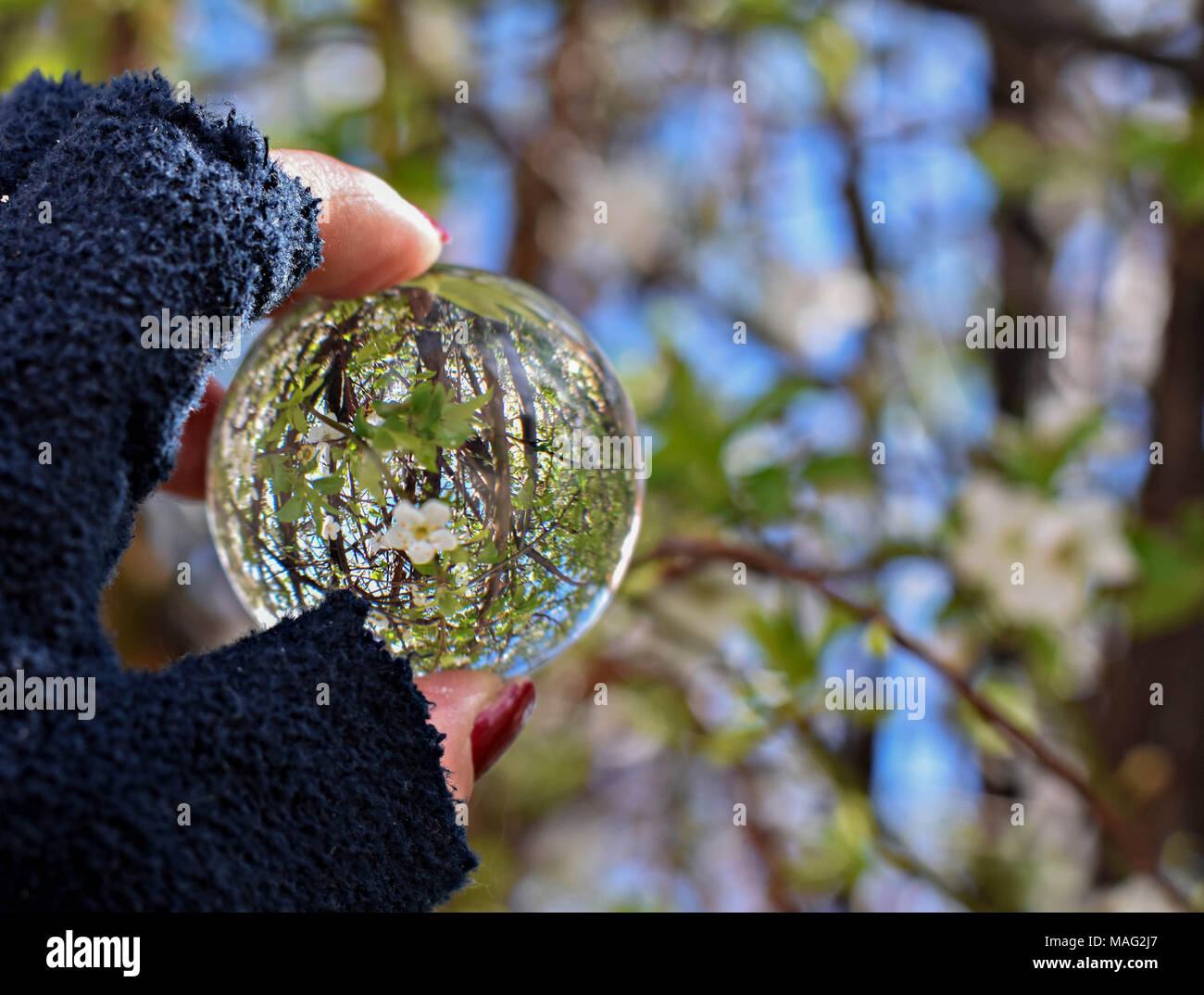 Bellissimi fiori di mandorlo in fiore nella sfera di cristallo Foto Stock
