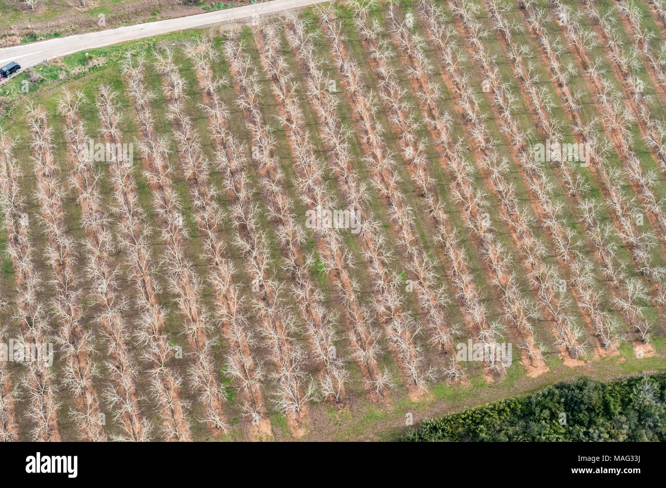 Vista aerea di colture di noce, juglans, Catalogna, Spagna Foto Stock