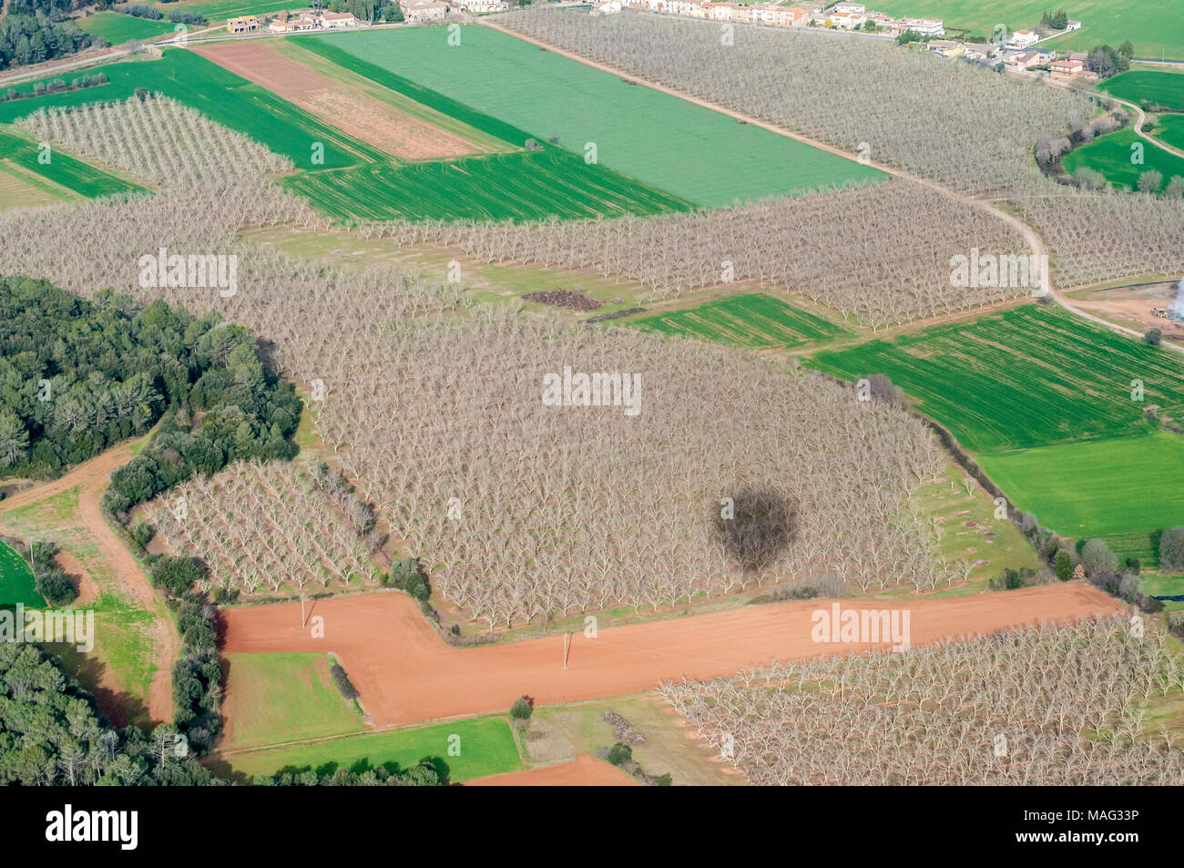 Vista aerea di colture di noce, juglans e l'ombra della mongolfiera, Catalogna, Spagna Foto Stock