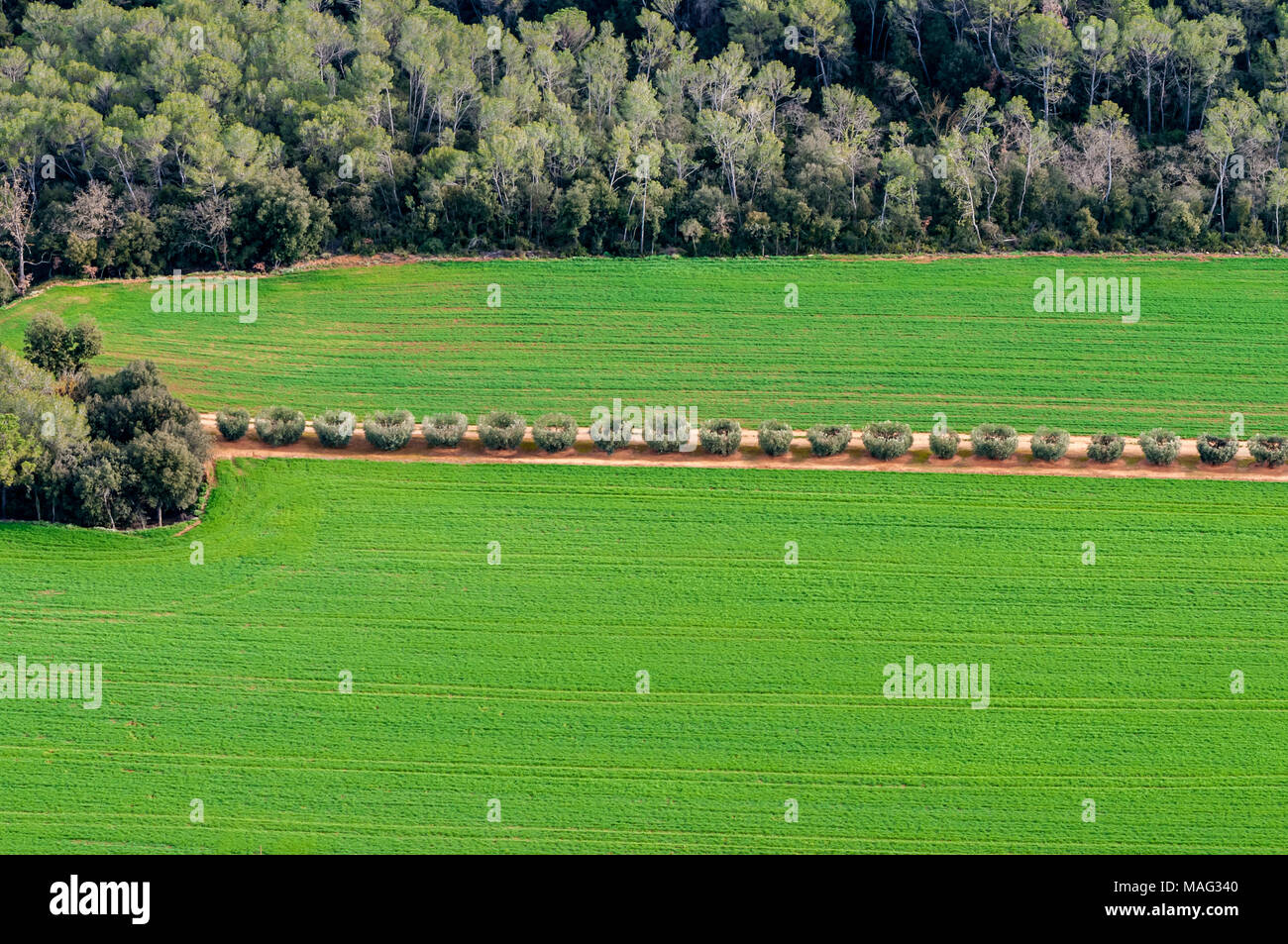 Lineare Campo di oliva, olivi in forma circolare facilitare la coltivazione, la Catalogna, Spagna Foto Stock