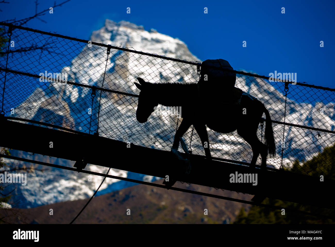 Mulo roulotte attraversare un fiume sulla rotta verso il Campo Base Everest percorso di trekking con un Snow capped montuosa in background, Himalaya, Nepal. Foto Stock
