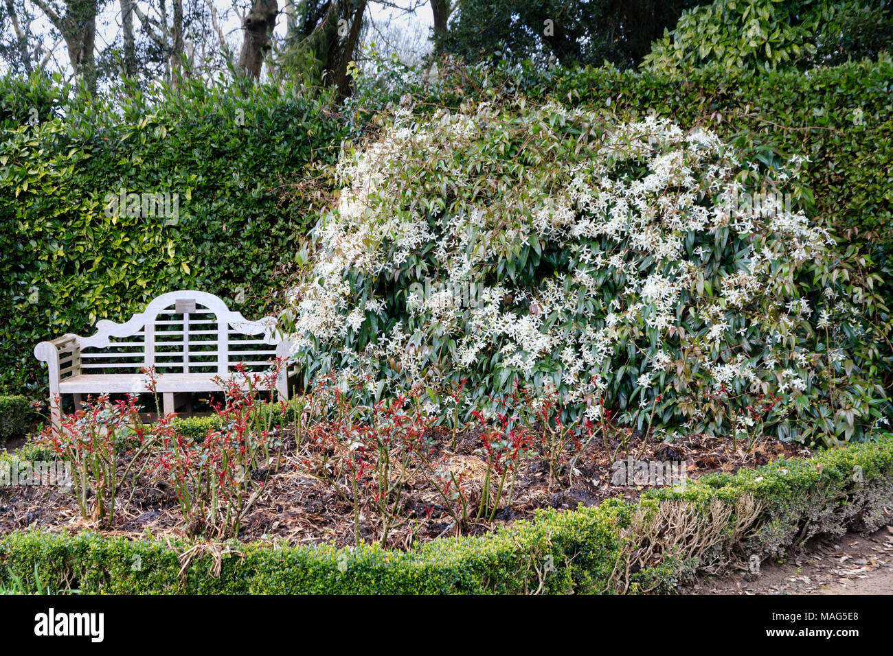 Evergreen scalatore Clematis armandii codifica su un telaio accanto a stile Lutyens panchina nel giardino di rose a Mount Edgcumbe, Cornwall, Regno Unito Foto Stock