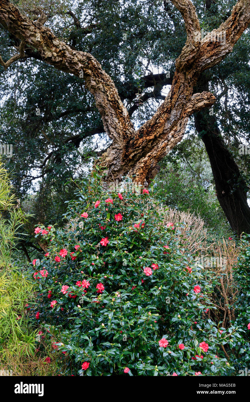 Old Cork Oak tree, Quercus suber, sorge sopra una Camellia underplanting nel Giardino Inglese a Mount Edgcumbe, Cornwall, Regno Unito Foto Stock