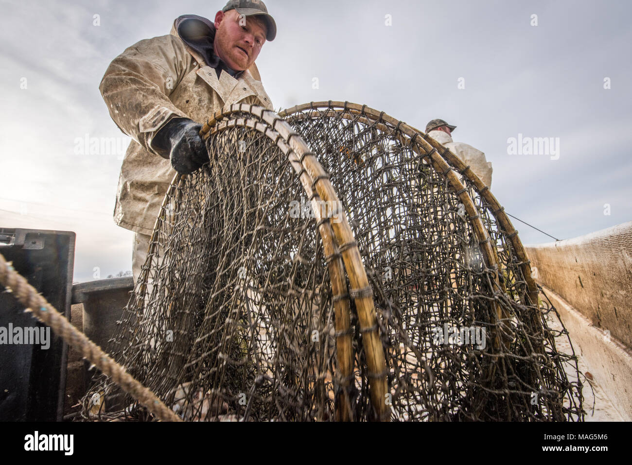 I pescatori tirando in un cerchio al netto di gattuccio di mare blu sul Potomac River vicino a Fort Washington, Maryland Foto Stock
