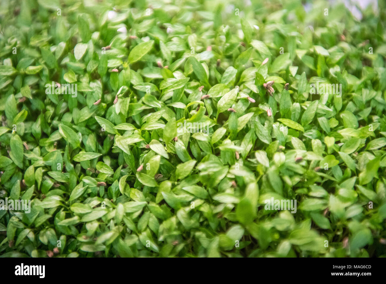 Mazzetto fresco di nutriente-microgreens denso Foto Stock Mazzetto fresco di nutriente-microgreens denso Foto Stock