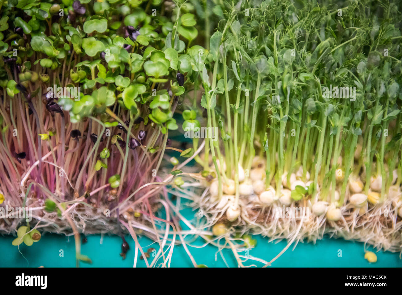 Mazzetto fresco di nutriente-microgreens denso Foto Stock Mazzetto fresco di nutriente-microgreens denso Foto Stock