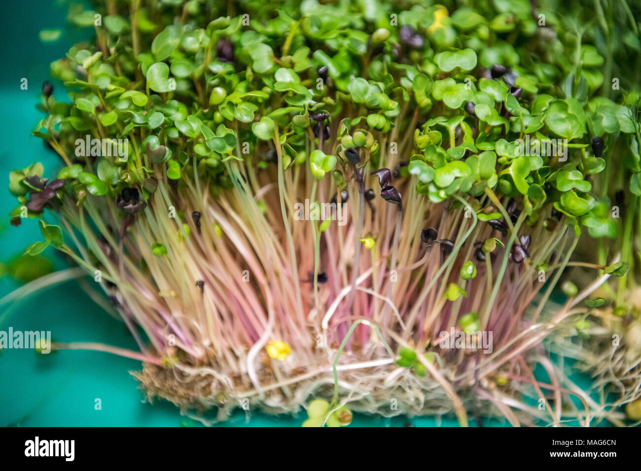 Mazzetto fresco di nutriente-microgreens denso Foto Stock Mazzetto fresco di nutriente-microgreens denso Foto Stock