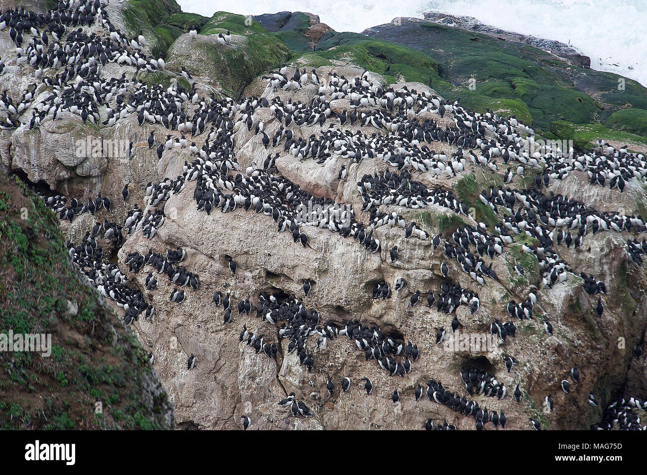 Murre comune (Uria aalge) raccolti sulla roccia, Point Reyes National Seashore , California, USA Foto Stock