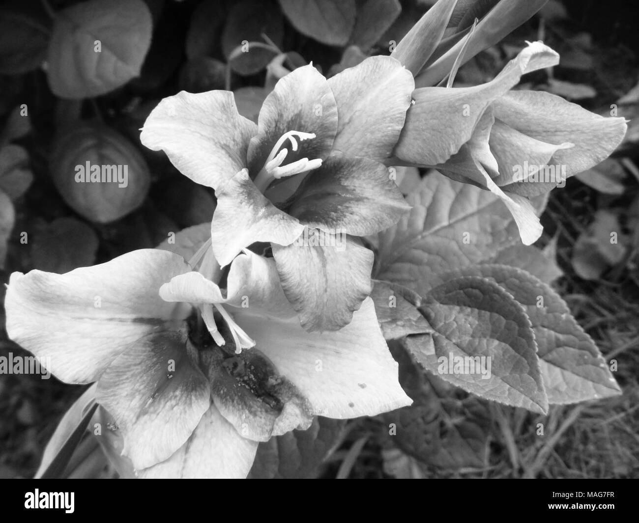 Bellissimo fiore monocromatica gladiolus sul foglio di sfondo in giardino Foto Stock