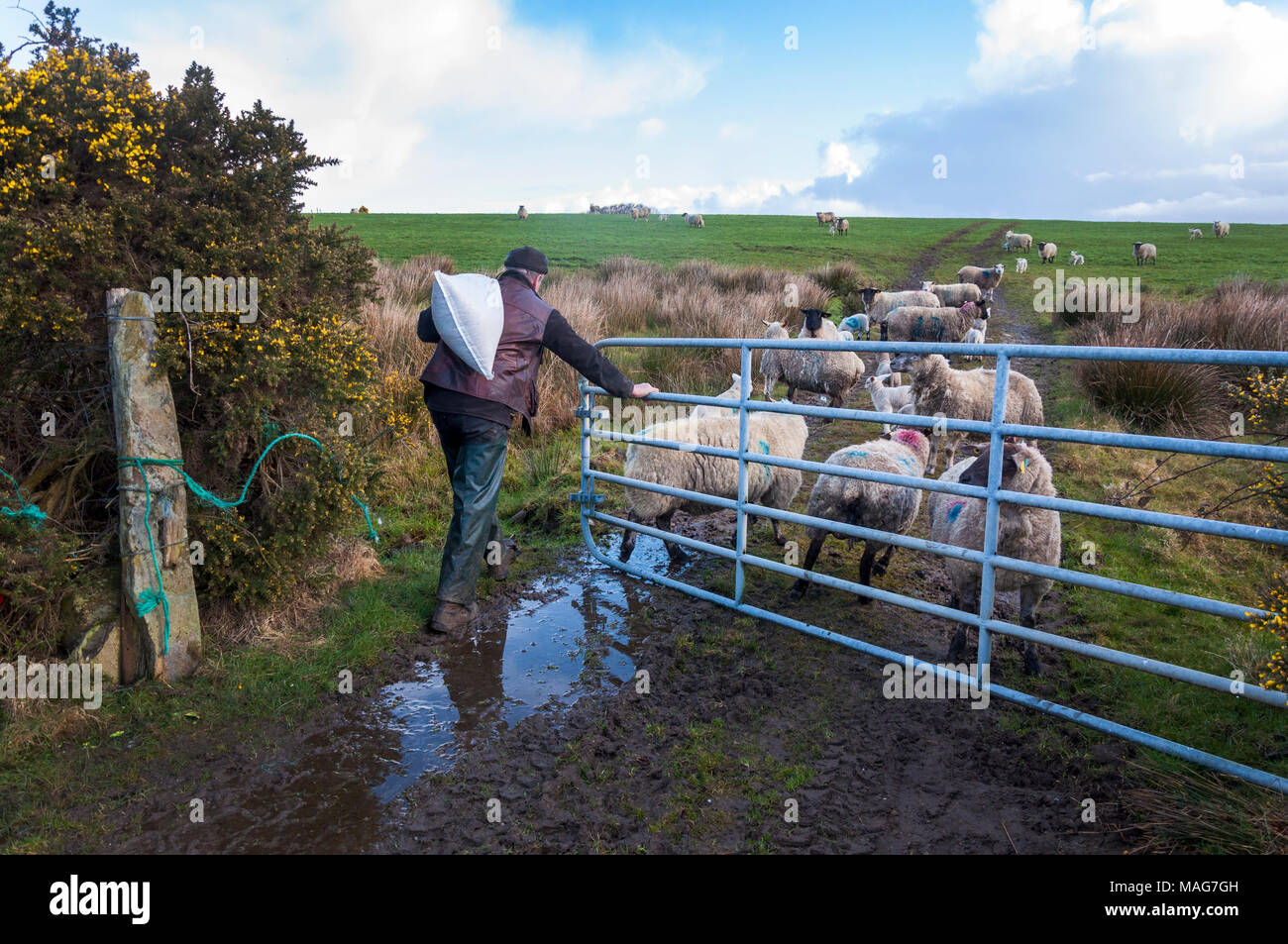 Un agricoltore porta un sacco di mangime dalle sue pecore Pecore e agnelli in un campo di Donegal Foto Stock
