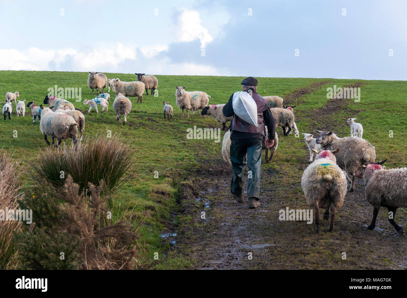 Un agricoltore porta un sacco di mangime dalle sue pecore Pecore e agnelli in un campo di Donegal Foto Stock