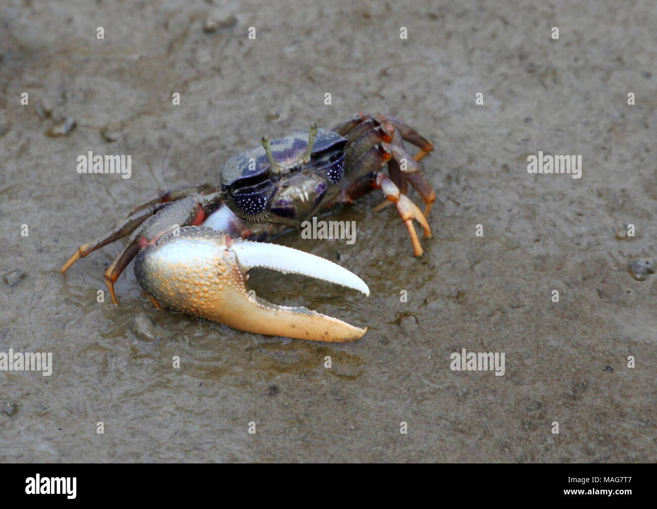 Colorato Atlantico occidentale Fiddler Crab (Uca Tangeri), Foto Stock