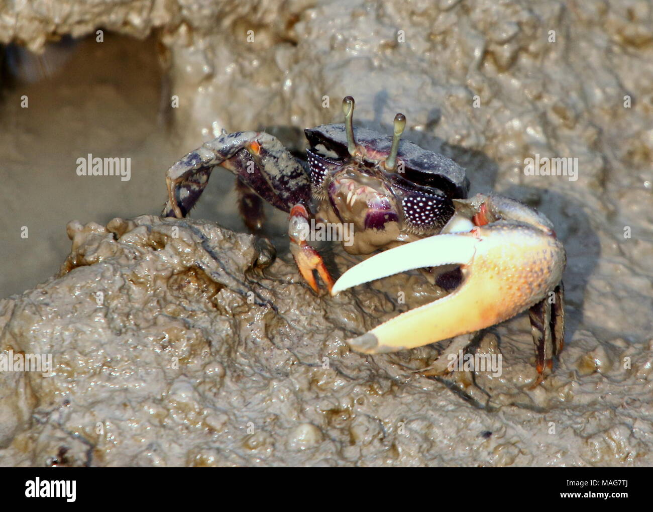 Colorato Atlantico occidentale Fiddler Crab (Uca Tangeri), Foto Stock