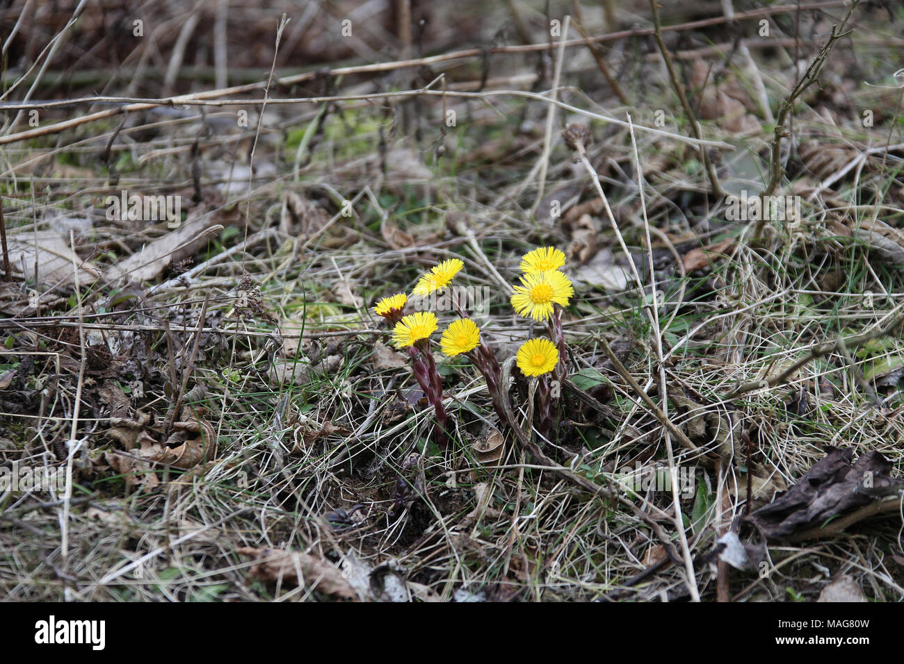 Coltsfoot crescente sulla vecchia cava di rifiuti a Coombs Dale nel Parco Nazionale di Peak District Foto Stock