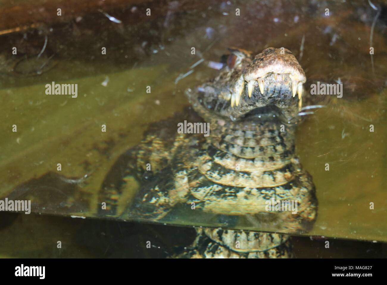 Liscia caimano fronteggiata semi sommerso in acqua a una attrazione turistica Foto Stock