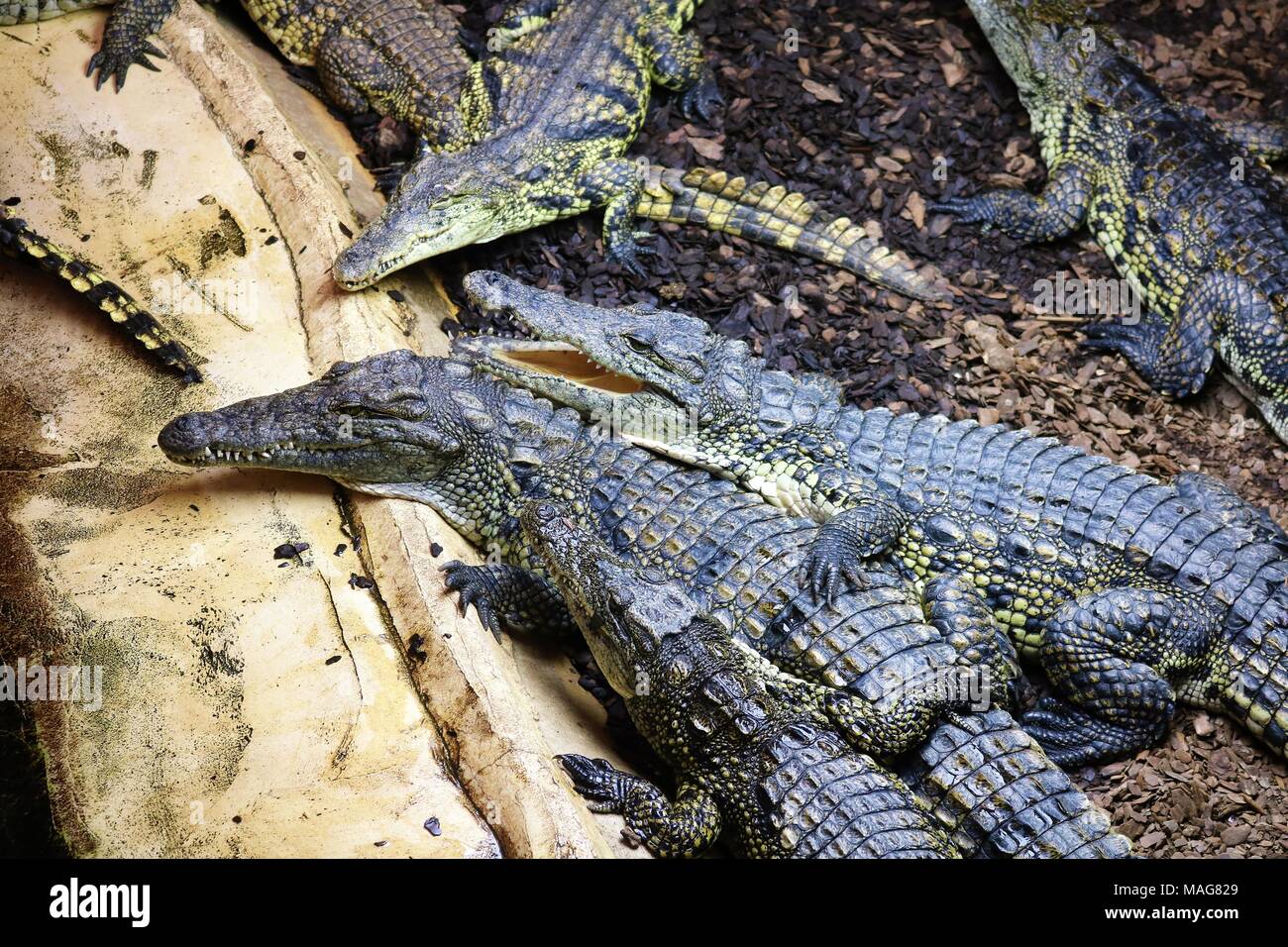 Crogiolatevi / Float di coccodrillo del Nilo a una attrazione dei visitatori Foto Stock