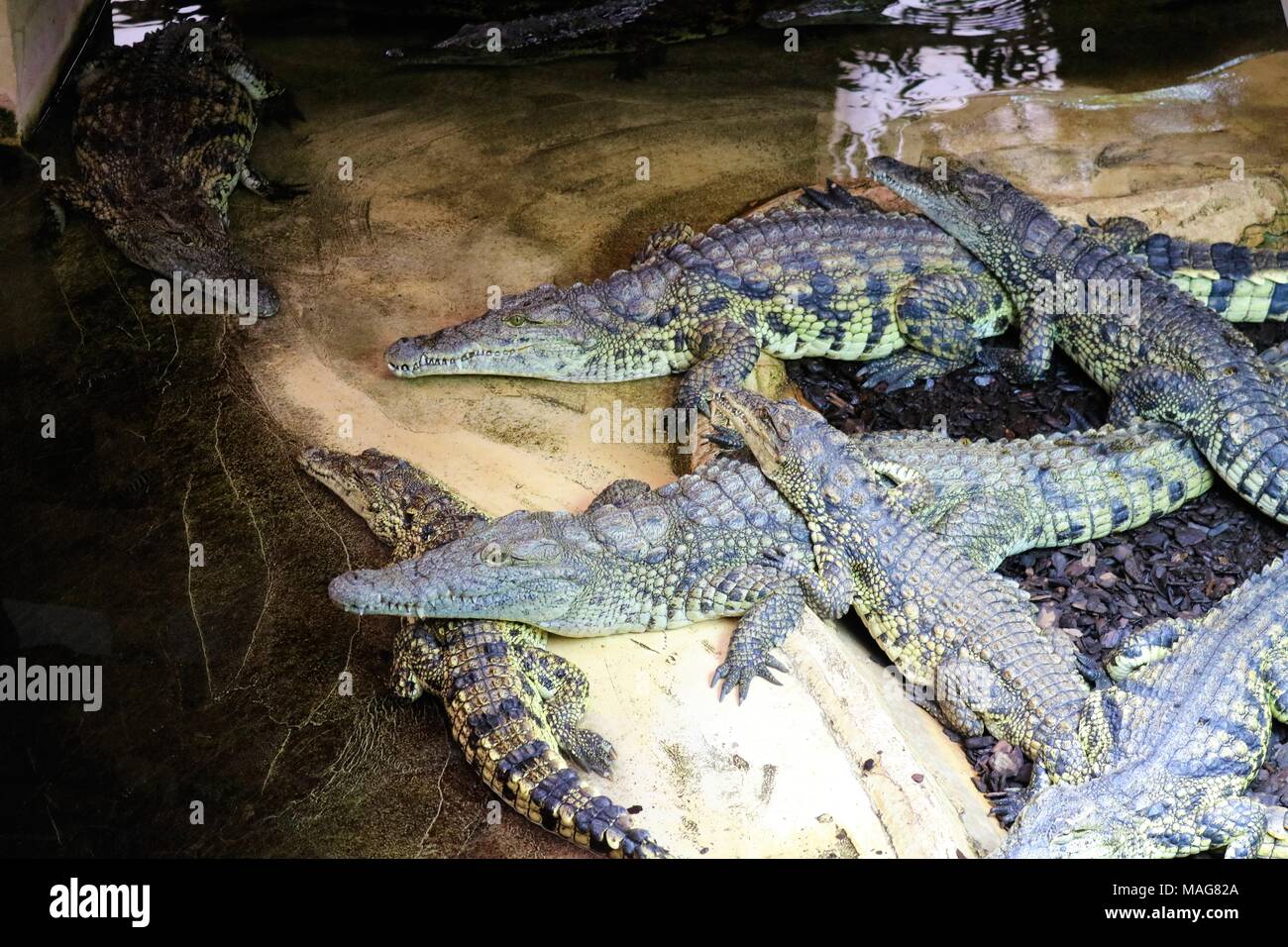 Crogiolatevi / Float di coccodrillo del Nilo a una attrazione dei visitatori Foto Stock