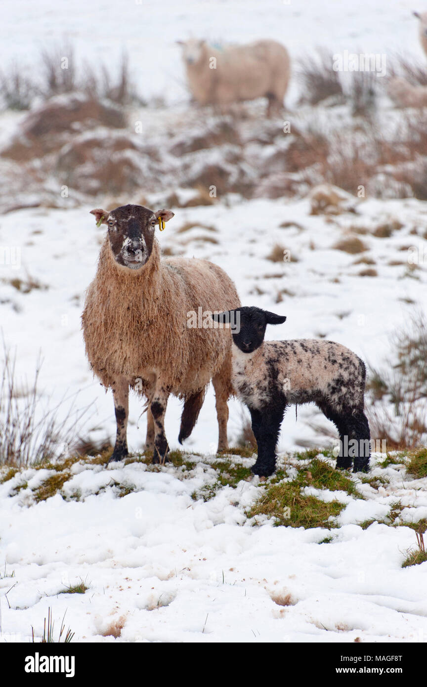 Builth Wells, Powys, Regno Unito. Il 2 aprile 2018. Regno Unito: Meteo le pecore e gli agnelli di riposare in un paesaggio invernale del Lunedì di Pasqua sul Mynydd Epynt gamma di circa 300 metri sopra il livello del mare vicino a Builth Wells. La neve è scesa la scorsa notte fino a circa 150 metri sopra il livello del mare in Powys, Wales, Regno Unito. © Credit: Graham M. Lawrence/Alamy Live News. Foto Stock