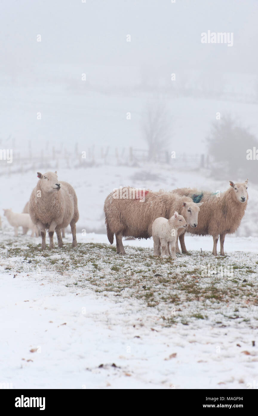 Builth Wells, Powys, Regno Unito. Il 2 aprile 2018. Regno Unito: Meteo le pecore e gli agnelli di riposare in un paesaggio invernale del Lunedì di Pasqua sul Mynydd Epynt gamma di circa 300 metri sopra il livello del mare vicino a Builth Wells. La neve è scesa la scorsa notte fino a circa 150 metri sopra il livello del mare in Powys, Wales, Regno Unito. © Credit: Graham M. Lawrence/Alamy Live News. Foto Stock