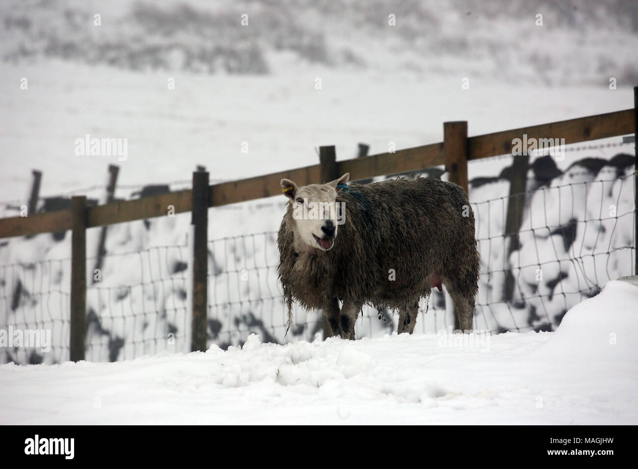 Lancashire, Regno Unito, 2 aprile 2018. Una pecora nella neve, Halifax Road, Lancashire, 2 Aprile, 2018 (C)Barbara Cook/Alamy Live News Foto Stock