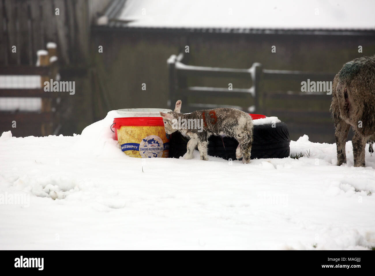 Lancashire, Regno Unito, 2 aprile 2018. Un agnello su una coperta di neve campo, Halifax Road, Lancashire, 2 Aprile, 2018 (C)Barbara Cook/Alamy Live News Foto Stock
